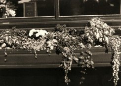 Window Flowers.JPG
