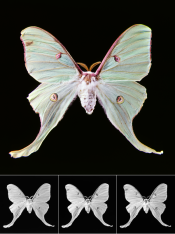 moonmoth.png