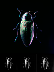 beetle.png