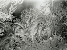Window Frost.jpg