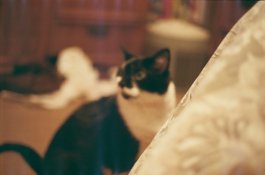 cat-print.JPG cat-print.JPG