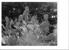 Cactus in Irvine.jpg Cactus in Irvine.jpg