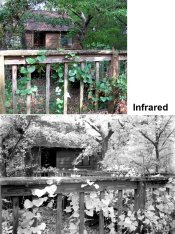 Infrared.jpg