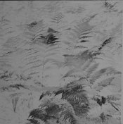 IMGP0482_neg.JPG