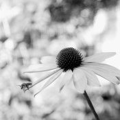 Bee Neo400 777web.jpg