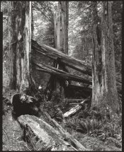 Three Boys and Three Snags_8x10P.jpg