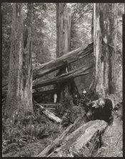 Three Boys, Three Snags_8x10C.jpg