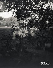 Fomapan100-Woca-006-web.jpg