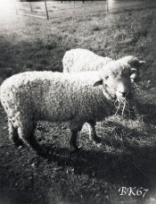 Fomapan100-Woca-001-web.jpg Fomapan100-Woca-001-web.jpg