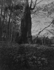 Kodalith Test Main (1 of 1).jpg Kodalith Test Main (1 of 1).jpg