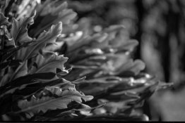 Nikon F5 Nikon 105 tmaxx 400 frame 1.JPG