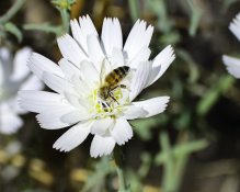 20130402_Spring Wildflowr and Bee.jpg
