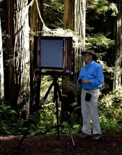 14x17 redwoods.jpg