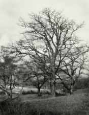 Trees, Barry Summit, Humboldt Co., CA_16x20.jpg