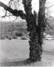 tree.jpg