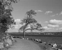 treeonhudson.jpg