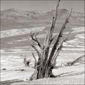 White Mountians Bristlecone Pines Hasselblad500CM 60DistagonCF FP4+ D-76 1-1 8min 22C 30secAg 10.jpg