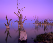 Dead-trees-Lake-Bonney-SA_2.png