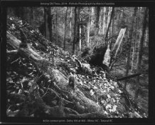 Among Old Trees, 2014.jpg