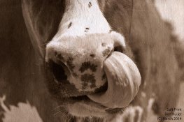 salt_print_cow_bert_kuijer_web_74dpi.jpg