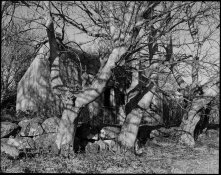 old_house_trees.jpg old_house_trees.jpg