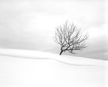 67fp4 winter in bliss55mm.jpg