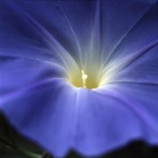 MorningGlories010-web.jpg