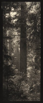 RedwoodPrairieCreek.jpg