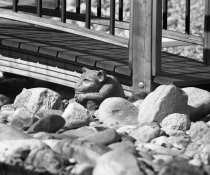 Bridge Troll.jpg