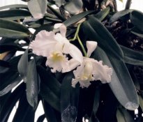 White-Cattleya.jpg