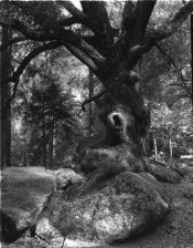 fitzgerald_oak_yosemite_200.jpg