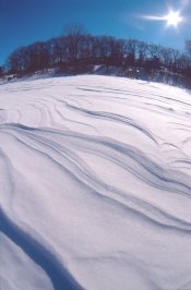 snowy-park.jpg
