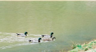 wpducks.jpg