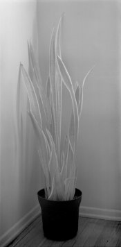 612ir-plant-in-corner.jpg