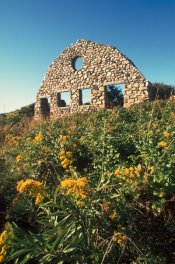 flowers-ruin.jpg