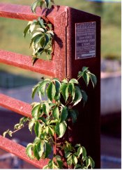 Bridge and Vine Close Up.jpg