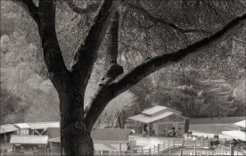 Mimi Amy Tilden Little Farm OlympusOM2n 100f2-8Zuiko FujiNeopan400 HC-110dilH 9min30sec 20C 1min.jpg