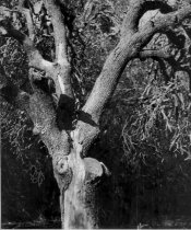 tree detail_Fotor.jpg