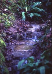 microjungle-scl.jpg