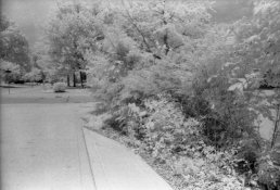 2014_07_05-Rollei400s_IR_test-004.jpg