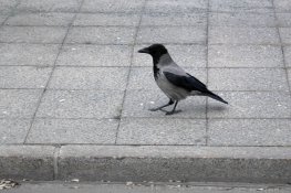 crow.jpg