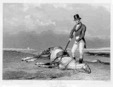 OldClassic_dead-horse.gif