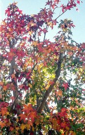 fall_beam.jpg