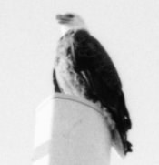 eagle-crop.jpg