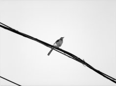bird-full.jpg