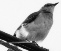 IMG_20150326_0009 Crop.jpg