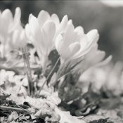 C330f-Fomapan100-002-WEB.jpg