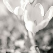 C330f-Fomapan100-003-WEB.jpg