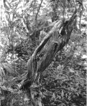 tree stump bw copy.jpg