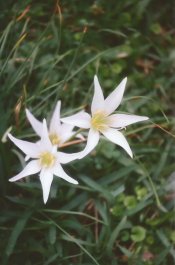 Day Lillies, Ferrania.jpg Day Lillies, Ferrania.jpg
